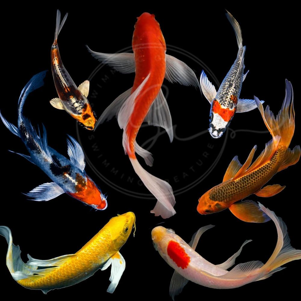 Aquarium Fish Koi - 다양한 색상의 활어 잉어 (3-4마리) -