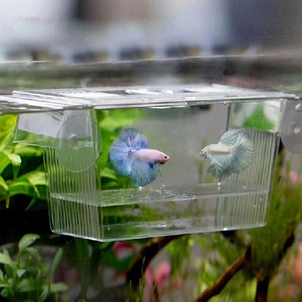 Aquarium Fish Reproduction - 새로운 아크릴 어항 번식 인큐베이터 모종
