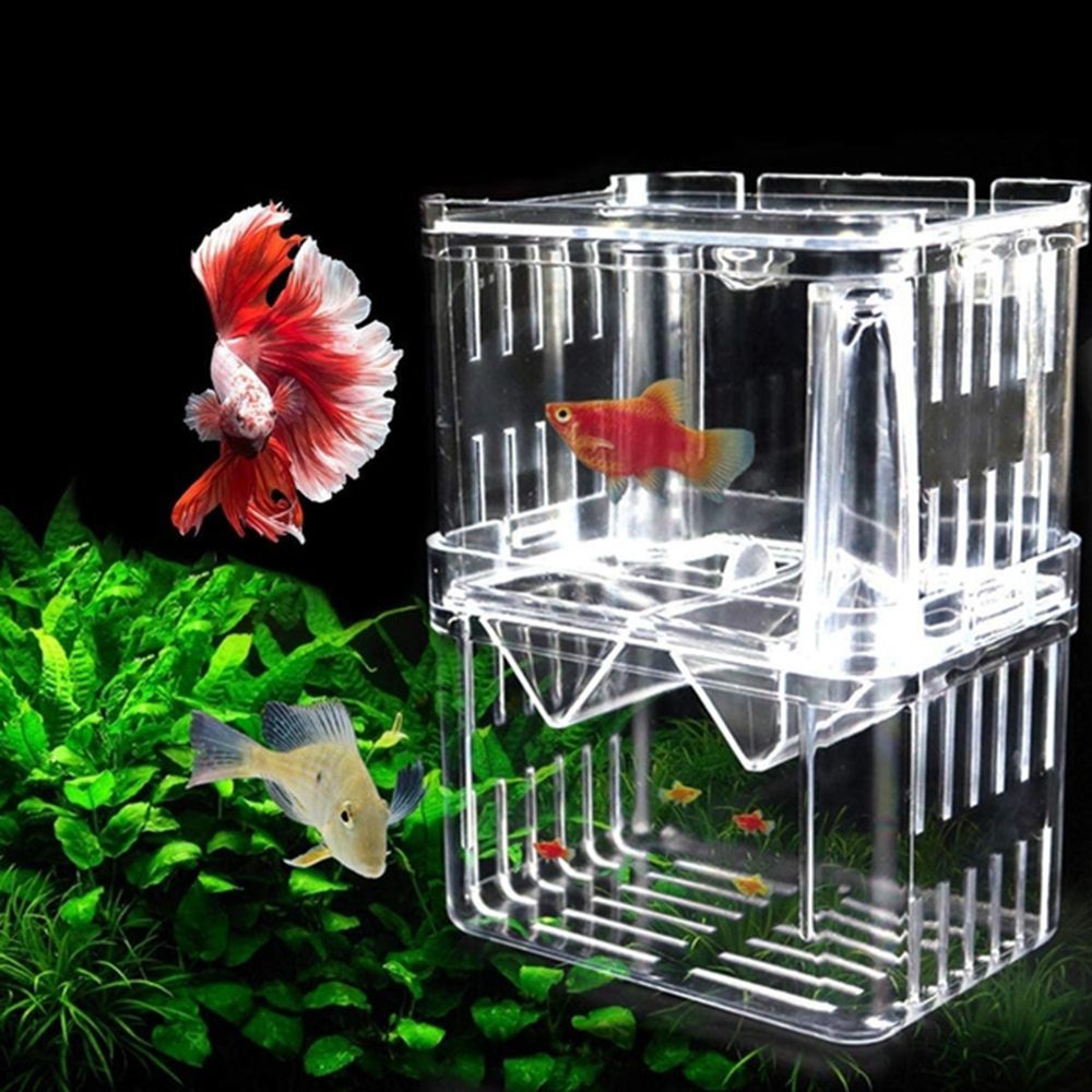 아기 물고기용 수조, 흡착컵이 있는 구피 수족관, 물고 - Aquarium Fish Reproduction 리뷰 및 가격