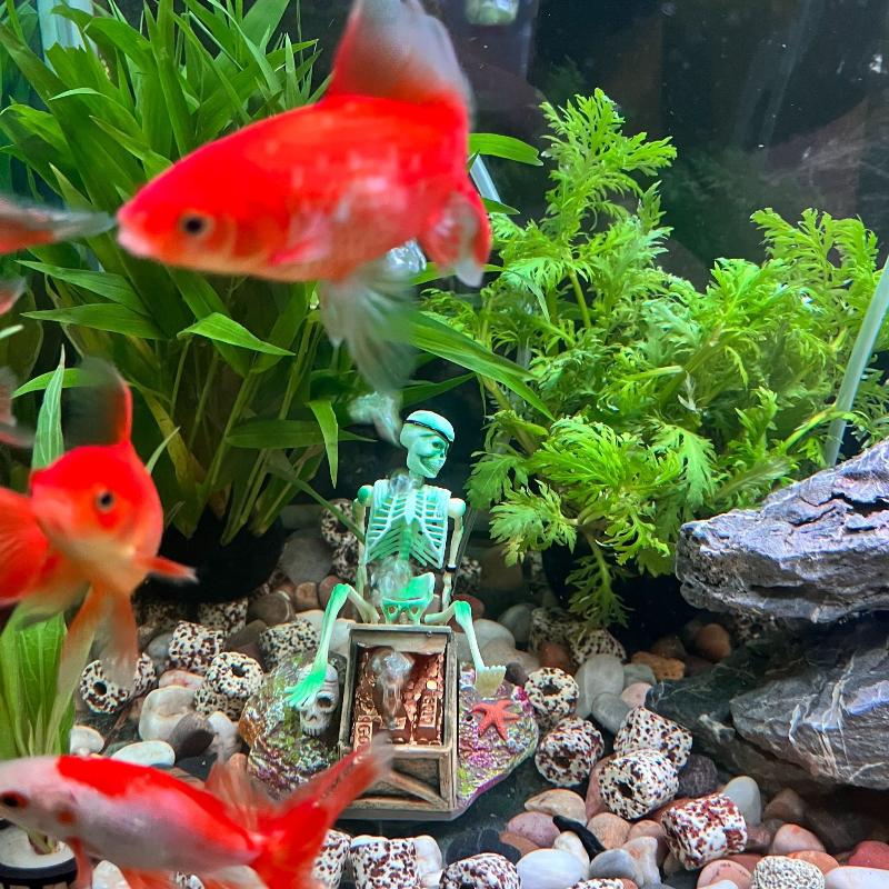 어항 에어로빅 랜드스케이프 버블 에어 펌프 재미있는 어 - Aquarium Fish For Sale Online 리뷰 및 가격