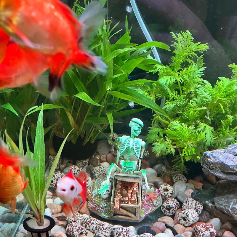 어항 에어로빅 랜드스케이프 버블 에어 펌프 재미있는 어 - Aquarium Fish For Sale Online 리뷰 및 가격