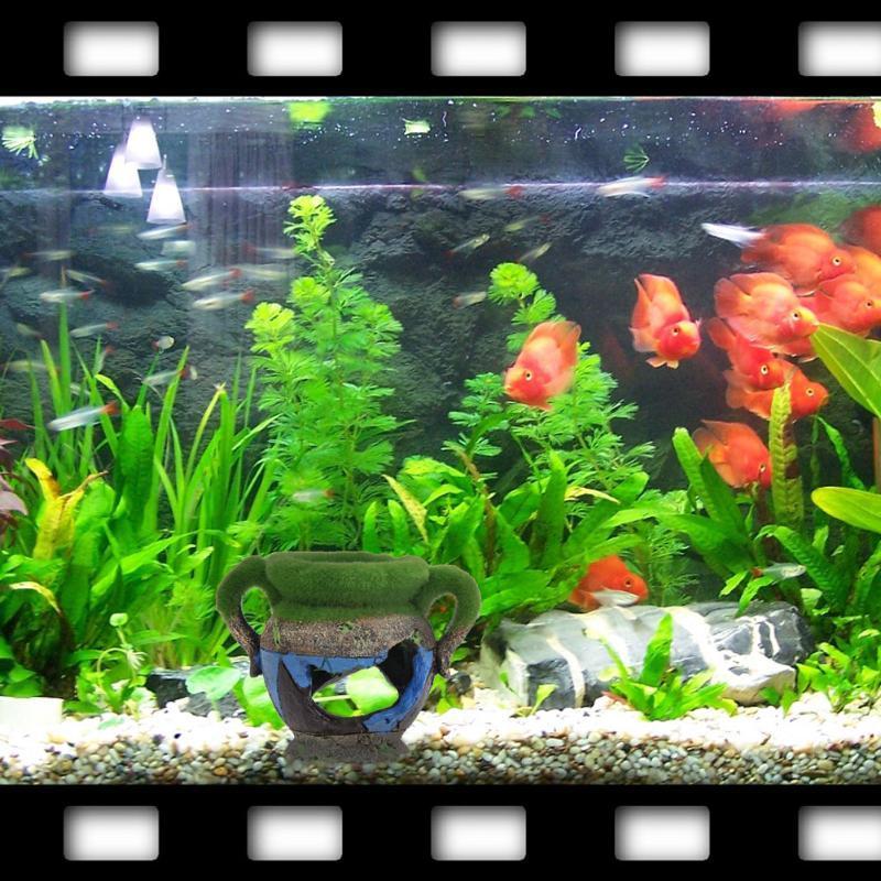 물고기 새우 탱크 조경 장식품에 대 한 이끼 수족관 장 - Aquarium Fish Tank Price 리뷰 및 가격