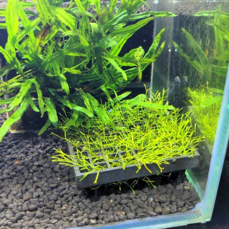 수족관 이끼망 홀더, 어항 조경용 수생 식물 재배 그리 - Aquarium Fish Elevator 리뷰 및 가격